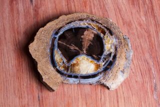 Blue Forest Petrified Wood Round - Gold Calcite - Agate Fortification - Rings
