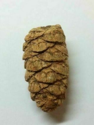 Petrified Para Araucaria Pine Cone - Argentina 1 7/8 "