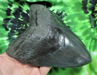 Megalodon Sharks Tooth 5 7/8  inch fossil sharks tooth teeth 2