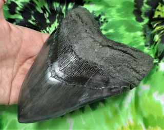Megalodon Sharks Tooth 5 7/8  inch fossil sharks tooth teeth 3