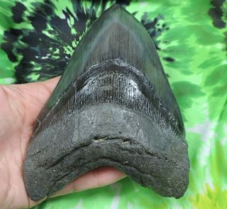 Megalodon Sharks Tooth 5 7/8  inch fossil sharks tooth teeth 4