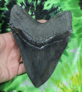 Megalodon Sharks Tooth 5 7/8  inch fossil sharks tooth teeth 5