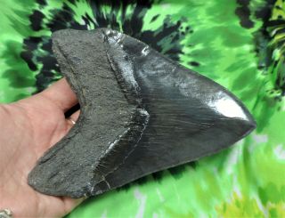Megalodon Sharks Tooth 5 7/8  inch fossil sharks tooth teeth 6