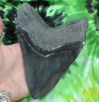 Megalodon Sharks Tooth 5 7/8  inch fossil sharks tooth teeth 7