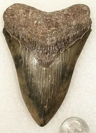 4.  56 " Megalodon Fossil Shark Tooth No7977
