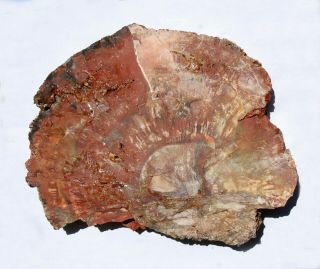 Large,  Thick,  Polished Arizona Petrified Wood Round - End Cut 2