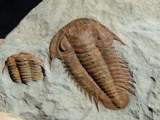 And Rare Trilobite.  Myopsolenites Boutiouiti.  Cambrian.  Morocco.  Tr9