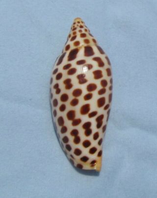 Scaphella Junonia 100mm Volute Voluta Seashell
