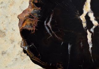 Petrified Wood Araucaria Slab Slice Polished Round Full Chinle Fm Triassic Utah 5