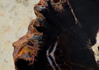 Petrified Wood Araucaria Slab Slice Polished Round Full Chinle Fm Triassic Utah 6