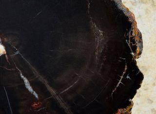 Petrified Wood Araucaria Slab Slice Polished Round Full Chinle Fm Triassic Utah 7
