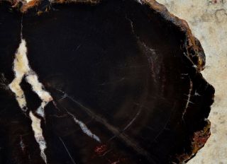 Petrified Wood Araucaria Slab Slice Polished Round Full Chinle Fm Triassic Utah 8