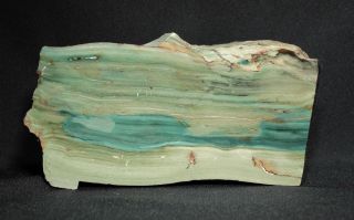 Miocene Petrified Bogwood (green Jasper) From Mcdermitt,  Oregon 523 Grams