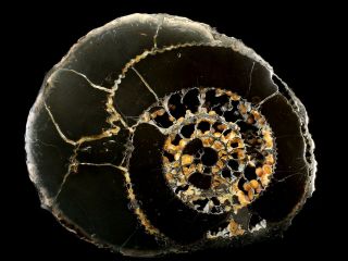 Russian Ammonite Speetoniceras