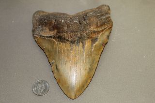 Megalodon Fossil Giant Shark Teeth Natural Large 6.  04 " Huge Tooth