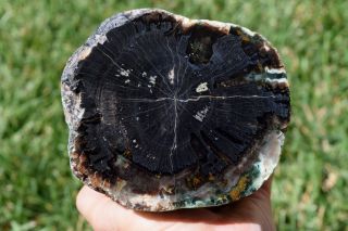 Petrified Wood Polished Black Green Growth Rings Round Full Complete Limb Slice