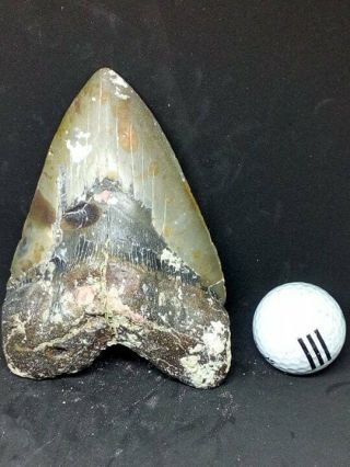 5.  76 " Megalodon Shark Tooth Fossil 100 Authentic Massive