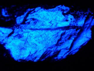 Kb: 2014 Find Fantastic Ore Specimen Fl.  Blue Scheelite,  Andrew Mine,  Calif