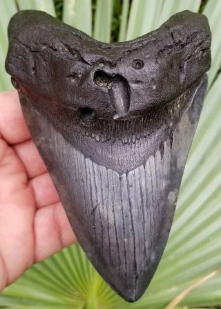 5.  26 " Megalodon Tooth.  Absolutely No Restoration