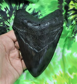 Megalodon Sharks Tooth 5 5/16 " Inch Fossil Sharks Tooth Teeth
