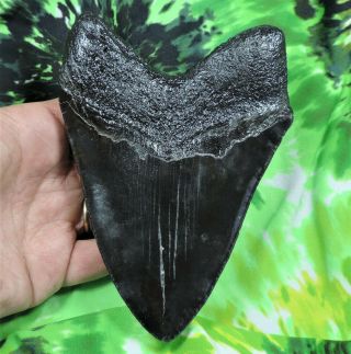 Megalodon Sharks Tooth 5 5/16 