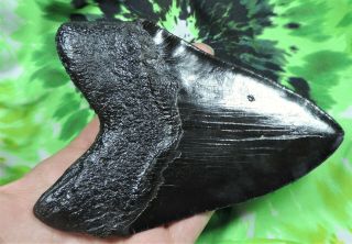 Megalodon Sharks Tooth 5 5/16 
