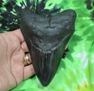 Megalodon Sharks Tooth 5 1/16 " Inch Fossil Sharks Tooth Teeth