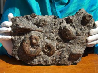 Large Heavy Fossil Ammonite Group With Other Sea Life.  400 Million Years Old.