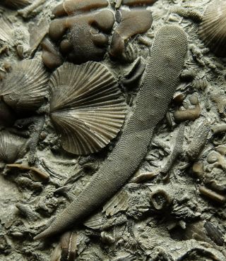 Ordovician Cryptostomid Bryozoan And Trilobite Cranidia Fossils Brachiopods Too