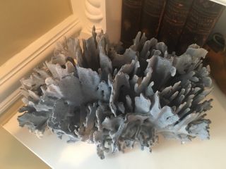 Ex Large 1.  5 Foot Natural Blue Ridge Coral Cluster 3