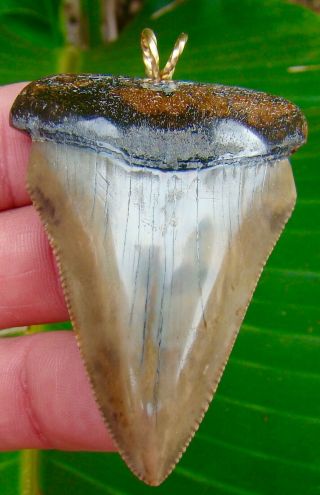 Great White Shark Tooth Necklace Pendant - Xl Over 2 & 1/2 In.  Real Fossil