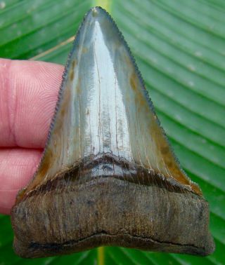 Chubutensis Shark Tooth - 2 & 5/8 In.  Colorful - No Restorations