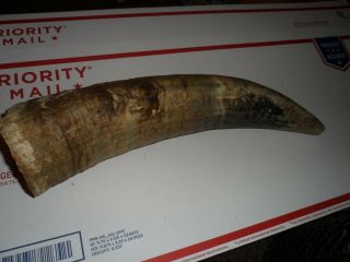Raw Unfinished Cow Horn Scrimshaw Carving Craft Decor 16 .  5 2 Lbs