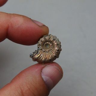 23mm Kosmoceras Pyrite Ammonite Fossils Callovian Fossilien Russia pendant 4