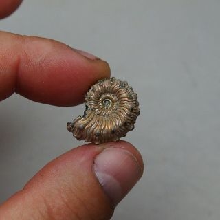 23mm Kosmoceras Pyrite Ammonite Fossils Callovian Fossilien Russia pendant 5