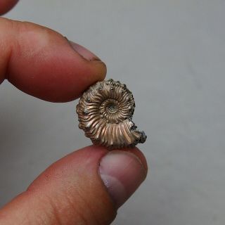 23mm Kosmoceras Pyrite Ammonite Fossils Callovian Fossilien Russia pendant 6