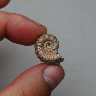 23mm Kosmoceras Pyrite Ammonite Fossils Callovian Fossilien Russia pendant 7