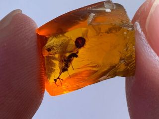 1.  5g Rough Stone Rare Mantispidae Mantisfly Burmite Myanmar Amber Insect Fossil