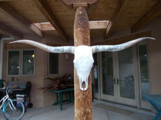 Longhorn Steer Skull 5 Feet 9 " Long Horns Mounted Bull Cow Head Horn