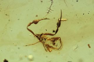 Burmese Amber,  Fossil Insect Inclusion,  Pseudoscorpion