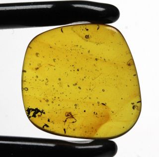 Burmese Amber,  Fossil Insect Inclusion,  Pseudoscorpion 2