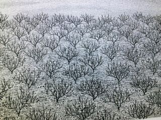 Tanaka Ryohei Etching - Orchard No.  3 (1967)