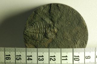 RARE Trilobite Macropyge (Promacropyge) sp.  Furongian Cambrian Xinjiang China 2