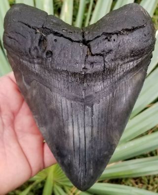 Giant 6.  29 " Megalodon Tooth.  Absolutely No Restoration