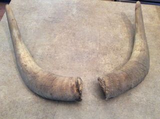 Vintage Long Horn Steer Cow Bull Taxidermy 12” Long