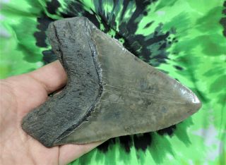Megalodon Sharks Tooth 5 1/8 