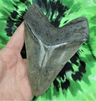 Megalodon Sharks Tooth 5 1/8 
