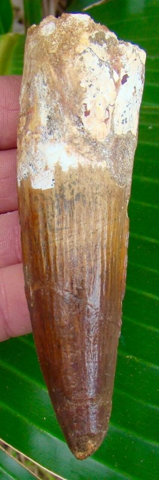 Spinosaurus Dinosaur Tooth - 4 & 7/16 In.  Real Fossil Tooth - Not Fake