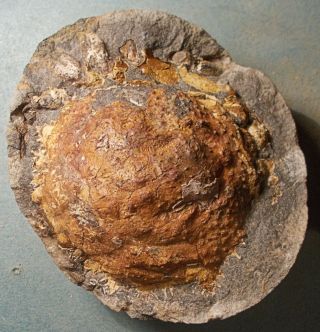 Rare,  Fine 9cm Pliocene Spider Crab Trichopeltarion Greggi Pos/neg: Zealand