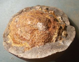 Rare,  fine 9cm Pliocene Spider Crab Trichopeltarion greggi pos/neg: Zealand 2